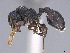  ( - CASENT0774969-D01)  @11 [ ] CreativeCommons  Attribution Non-Commercial Share-Alike (2024) Michele Esposito California Academy of Sciences