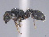 ( - CASENT0774981-D01)  @11 [ ] CreativeCommons  Attribution Non-Commercial Share-Alike (2024) Michele Esposito California Academy of Sciences