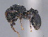  ( - CASENT0778584-D01)  @11 [ ] CreativeCommons  Attribution Non-Commercial Share-Alike (2024) Michele Esposito California Academy of Sciences