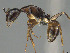  (Camponotus tanosy - CASENT0803892-D01)  @11 [ ] CreativeCommons  Attribution Non-Commercial Share-Alike (2023) Michele Esposito California Academy of Sciences