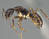  ( - CASENT0803895-D01)  @11 [ ] CreativeCommons  Attribution Non-Commercial Share-Alike (2023) Michele Esposito California Academy of Sciences