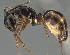  ( - CASENT0803907-D01)  @11 [ ] CreativeCommons  Attribution Non-Commercial Share-Alike (2023) Michele Esposito California Academy of Sciences