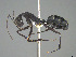  (Camponotus aina - CASENT0837940-D01)  @11 [ ] CreativeCommons  Attribution Non-Commercial Share-Alike (2023) Michele Esposito California Academy of Sciences