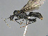  ( - CASENT0851875-D01)  @11 [ ] CreativeCommons  Attribution Non-Commercial Share-Alike (2023) Michele Esposito California Academy of Sciences