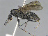  ( - CASENT0852435-D01)  @11 [ ] CreativeCommons  Attribution Non-Commercial Share-Alike (2023) Michele Esposito California Academy of Sciences