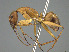  ( - CASENT0872456-D01)  @11 [ ] CreativeCommons  Attribution Non-Commercial Share-Alike (2023) Michele Esposito California Academy of Sciences