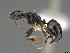  (Camponotus ivadia - CASENT0872503-D01)  @11 [ ] CreativeCommons  Attribution Non-Commercial Share-Alike (2023) Michele Esposito California Academy of Sciences