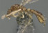  ( - CASENT0898075-D01)  @11 [ ] CreativeCommons  Attribution (2022) California Academy of Sciences California Academy of Sciences