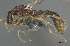  ( - CASENT0898076-D03)  @11 [ ] CreativeCommons  Attribution (2022) California Academy of Sciences California Academy of Sciences