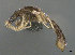  ( - CASENT0898101-D01)  @11 [ ] CreativeCommons  Attribution (2022) California Academy of Sciences California Academy of Sciences