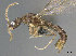  ( - CASENT0898102-D01)  @11 [ ] CreativeCommons  Attribution (2022) California Academy of Sciences California Academy of Sciences