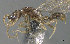  ( - CASENT0898105-D01)  @11 [ ] CreativeCommons  Attribution (2022) California Academy of Sciences California Academy of Sciences