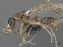  ( - CASENT0898106-D01)  @11 [ ] CreativeCommons  Attribution (2022) California Academy of Sciences California Academy of Sciences