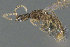  ( - CASENT0898114-D02)  @11 [ ] CreativeCommons  Attribution (2022) California Academy of Sciences California Academy of Sciences