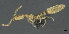  ( - CASENT0898115-D01)  @11 [ ] CreativeCommons  Attribution (2022) California Academy of Sciences California Academy of Sciences