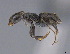  (Technomyrmex nr. voeltzkowi - CASENT0898421-D01)  @11 [ ] CreativeCommons  Attribution Non-Commercial Share-Alike (2024) Michele Esposito California Academy of Sciences