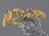  ( - CASENT0923739-D01)  @11 [ ] CreativeCommons  Attribution Non-Commercial Share-Alike (2024) Michele Esposito California Academy of Sciences