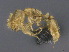  ( - CASENT0923743-D01)  @11 [ ] CreativeCommons  Attribution Non-Commercial Share-Alike (2024) Michele Esposito California Academy of Sciences