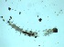  ( - Larva_4.2)  @11 [ ] Copyright (2024) Bram Vanschoenwinkel Vrije Universiteit Brussel