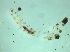  ( - Larva_4.2)  @11 [ ] Copyright (2024) Bram Vanschoenwinkel Vrije Universiteit Brussel
