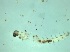  ( - Larva_4.2)  @11 [ ] Copyright (2024) Bram Vanschoenwinkel Vrije Universiteit Brussel