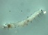  ( - Larva_4.5)  @11 [ ] Copyright (2024) Bram Vanschoenwinkel Vrije Universiteit Brussel