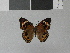  (Junonia evarete - LCB0004)  @13 [ ] Copyright (2011) Christian Brevignon Research collection of L. and C. Brevignon