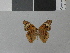  (Junonia genoveva - LCB0008)  @12 [ ] Copyright (2011) Christian Brevignon Research collection of L. and C. Brevignon