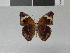  (Junonia wahlbergi - LCB0018)  @13 [ ] Copyright (2011) Christian Brevignon Research collection of L. and C. Brevignon