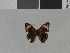  (Junonia zonalis swifti - LCB0029)  @11 [ ] Copyright (2011) Christian Brevignon Research collection of L. and C. Brevignon