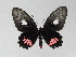  ( - LCB0044)  @14 [ ] Copyright (2011) Christian Brevignon Research collection of L. and C. Brevignon