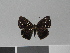  (Napaea frustatoria - LCB0084)  @13 [ ] Copyright (2011) Christian Brevignon Research collection of L. and C. Brevignon