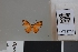  (Mesene simplex - LCB1260)  @11 [ ] CC-By (2023) Christian Brévignon Research collection of Christian Brévignon