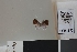 (Theope shaphir - LCB1375)  @11 [ ] CC-By (2025) Christian Brévignon Research collection of Christian Brévignon