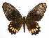  (Parides anchises anchises - LCB709)  @11 [ ] CC-By (2023) Christian Brévignon Research collection of Christian Brévignon