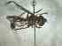  (Salpingogaster punctifrons - BFIB-0064)  @12 [ ] Unspecified (default): All Rights Reserved  Unspecified Unspecified