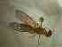  (Ptecticus sp1 - BFIB-0093)  @12 [ ] Unspecified (default): All Rights Reserved  Unspecified Unspecified