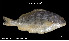  ( - Cno_TEJ3654)  @11 [ ] Unspecified (default): All Rights Reserved (2023) Invemar Invemar-BEM