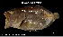  ( - Hni_TEJ3687)  @11 [ ] Unspecified (default): All Rights Reserved (2023) Invemar Invemar-BEM
