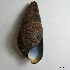  ( - BFMN_NK029_srei2)  @11 [ ] Copyright (2017) Unspecified Specimen depository of the Graduate School of Natural Sciences, Nagoya City University