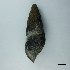  ( - BFMN_NK103_srei5)  @11 [ ] Copyright (2017) Unspecified Specimen depository of the Graduate School of Natural Sciences, Nagoya City University
