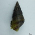  ( - BFMN_NK105_srei5)  @11 [ ] Copyright (2017) Unspecified Specimen depository of the Graduate School of Natural Sciences, Nagoya City University