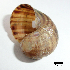  ( - BFMN_NK180_pcan1)  @11 [ ] Copyright (2017) Unspecified Specimen depository of the Graduate School of Natural Sciences, Nagoya City University