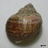  ( - BFMN_NK181_pcan3)  @11 [ ] Copyright (2017) Unspecified Specimen depository of the Graduate School of Natural Sciences, Nagoya City University