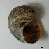  ( - BFMN_NK208_pcan4)  @11 [ ] Copyright (2017) Unspecified Specimen depository of the Graduate School of Natural Sciences, Nagoya City University