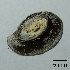  ( - BFMN_NK208_pcan4)  @11 [ ] Copyright (2017) Unspecified Specimen depository of the Graduate School of Natural Sciences, Nagoya City University