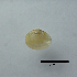  ( - BFMN_NK282_sjap3)  @11 [ ] Copyright (2017) Unspecified Specimen depository of the Graduate School of Natural Sciences, Nagoya City University