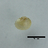  (Sphaerium japonicum - BFMN_NK282_sjap3)  @11 [ ] Copyright (2017) Unspecified Specimen depository of the Graduate School of Natural Sciences, Nagoya City University