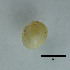 ( - BFMN_NK283_sjap4)  @11 [ ] Copyright (2017) Unspecified Specimen depository of the Graduate School of Natural Sciences, Nagoya City University