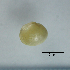  ( - BFMN_NK284_sjap5)  @11 [ ] Copyright (2017) Unspecified Specimen depository of the Graduate School of Natural Sciences, Nagoya City University